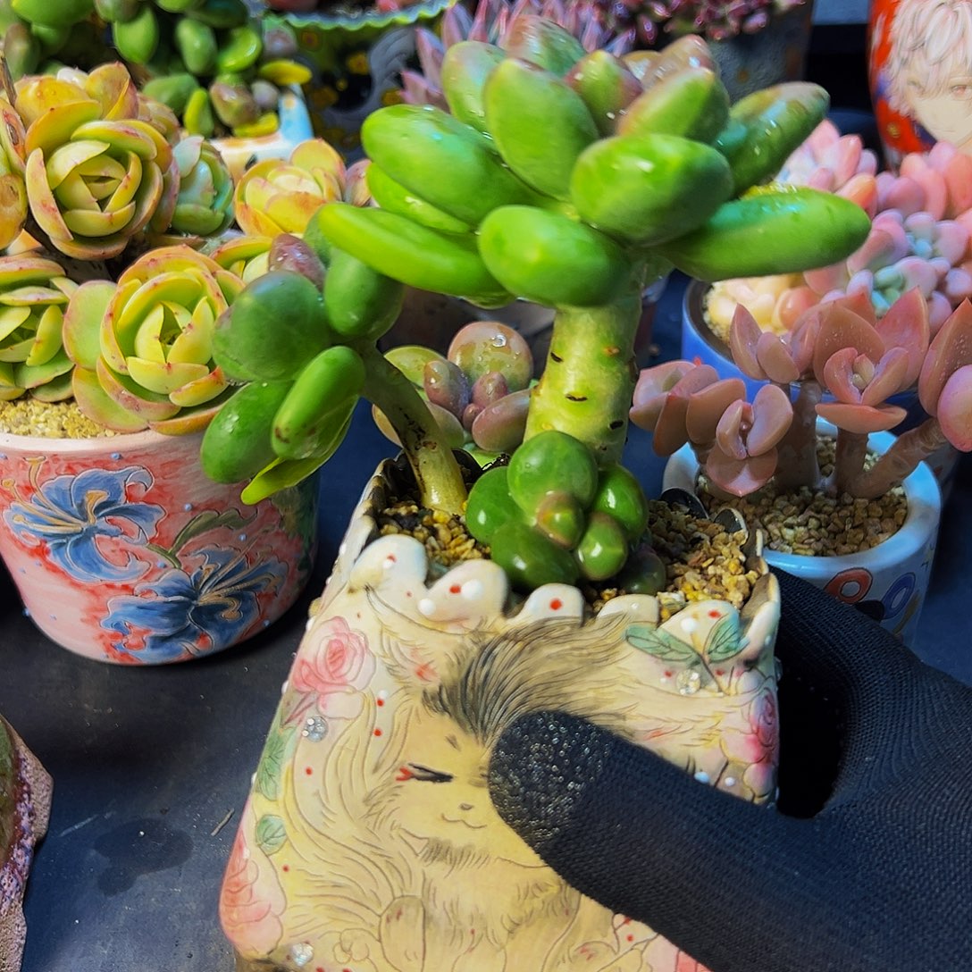 不***.芒果奶多肉植物一颗