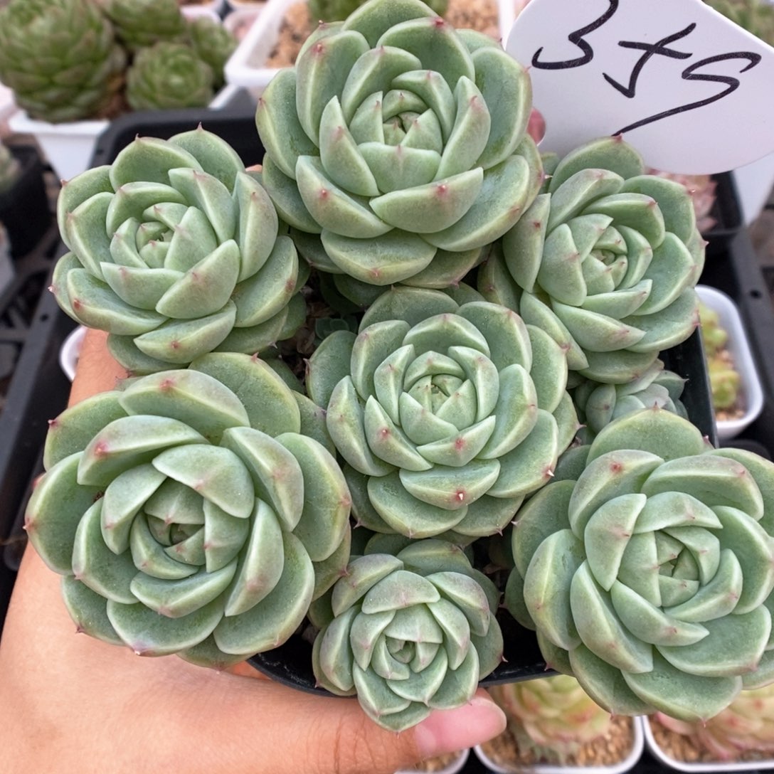 珍妮麦秆可拍359号。  