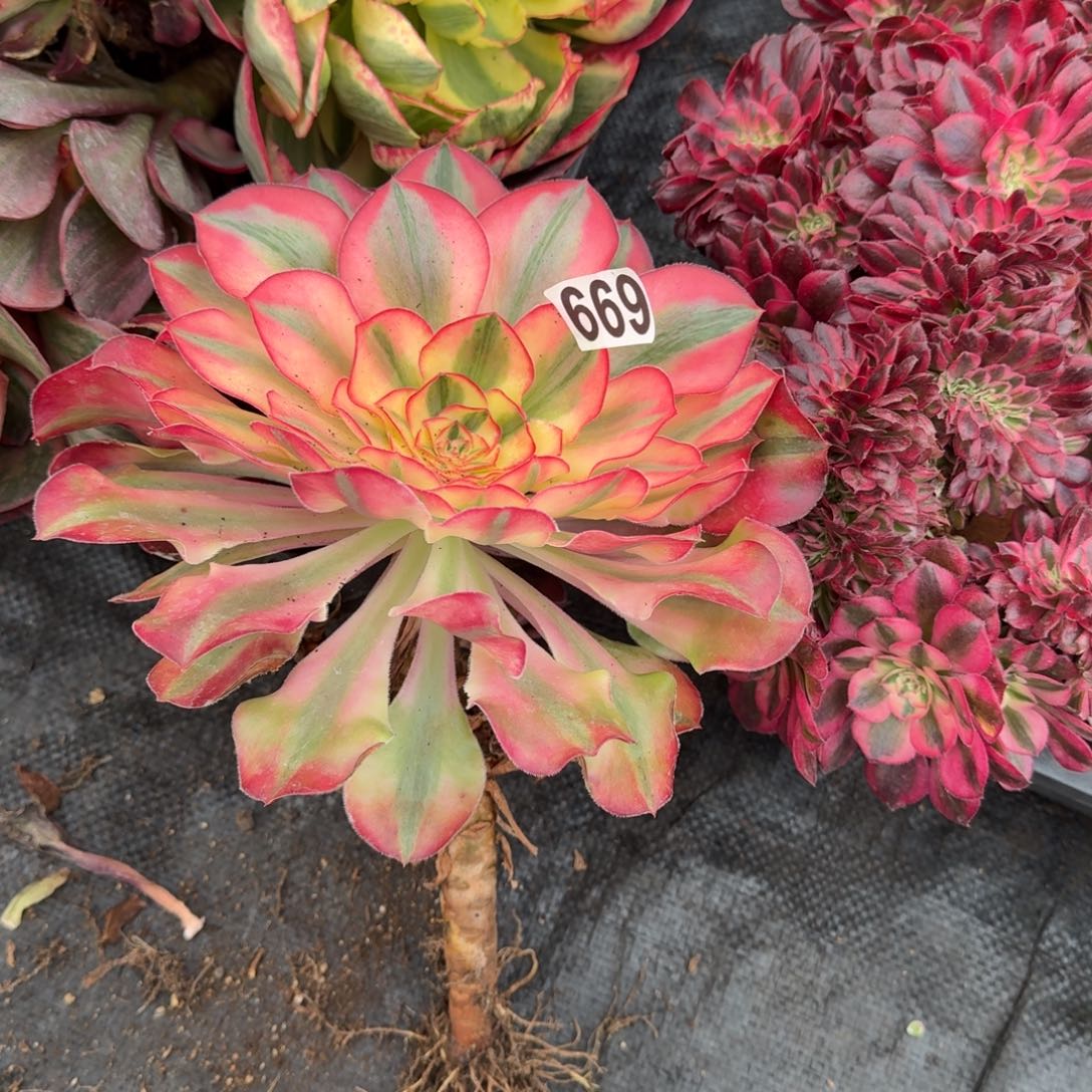 669多肉植物爱丽丝有砍特价