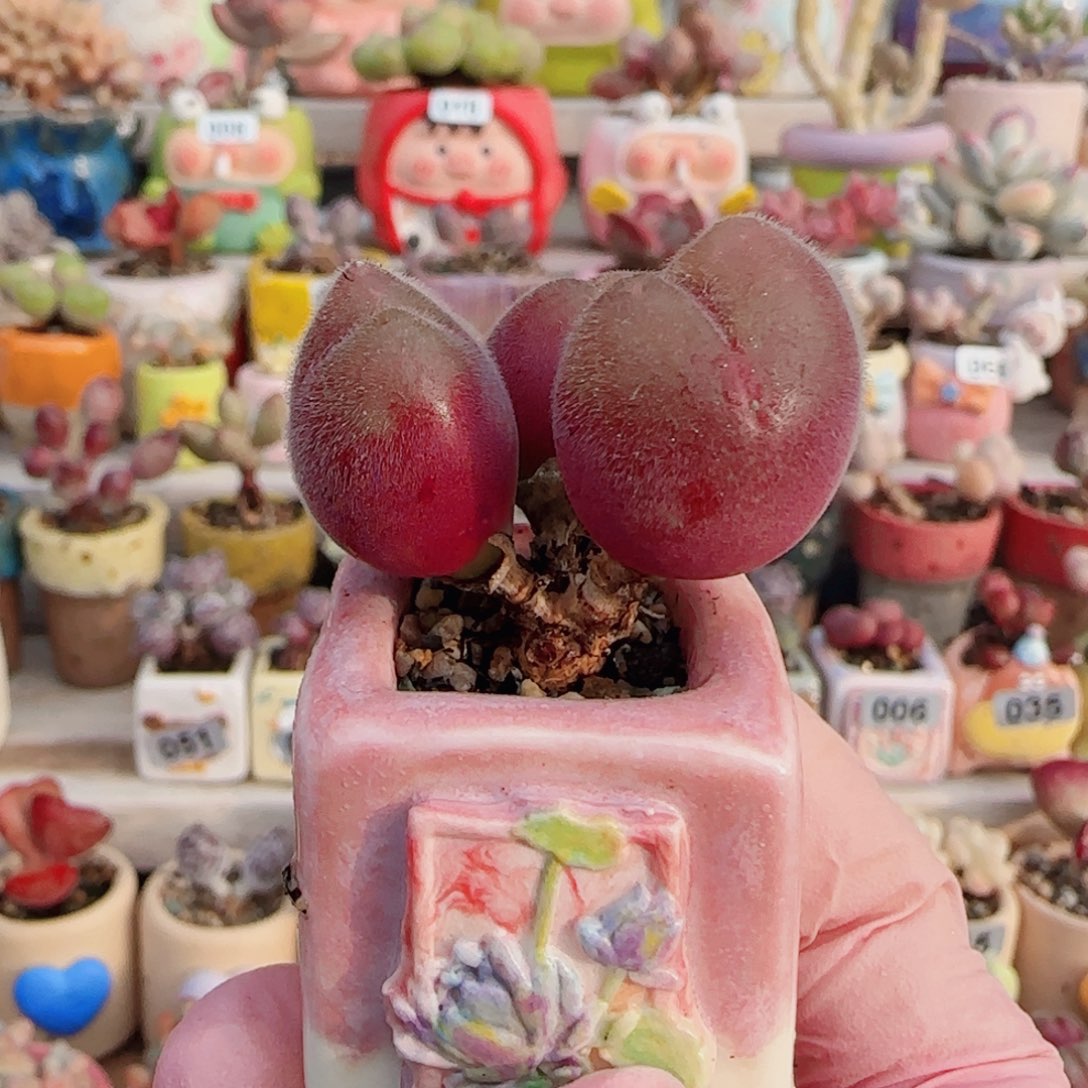 粉红毛翠 盆口2.5cm