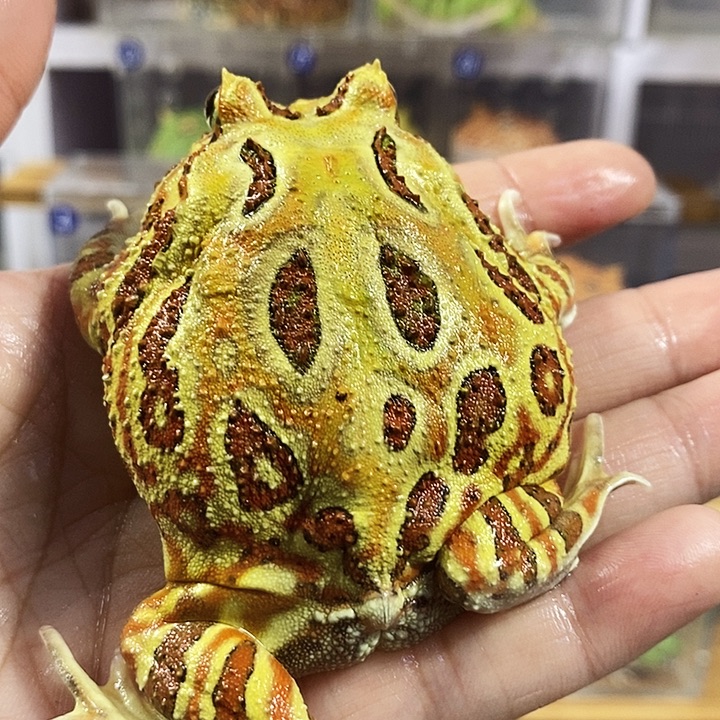 角蛙395号原色角蛙公