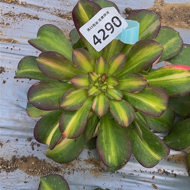 4290韶秀中班七彩多肉植物