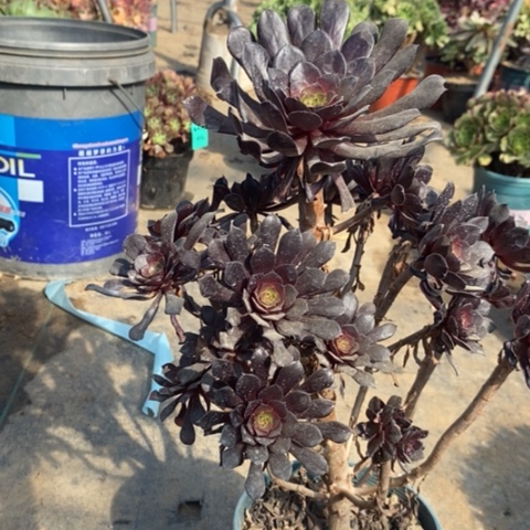 黑桐多肉植物069