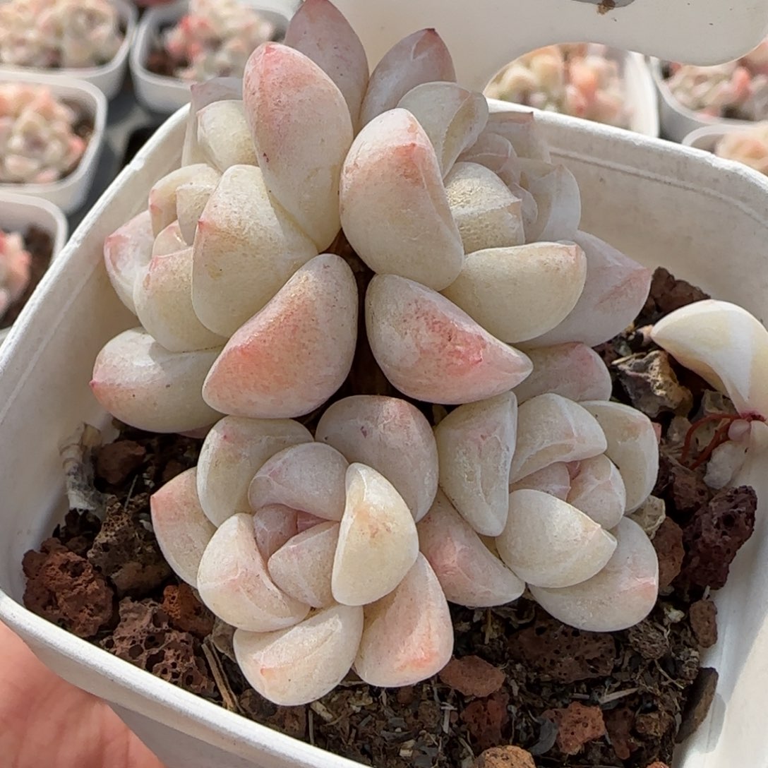1306白底冰玉4头包整