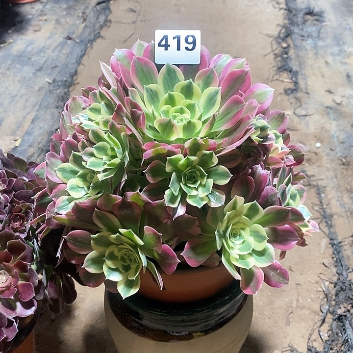 法师植物一物一拍，粉女郎