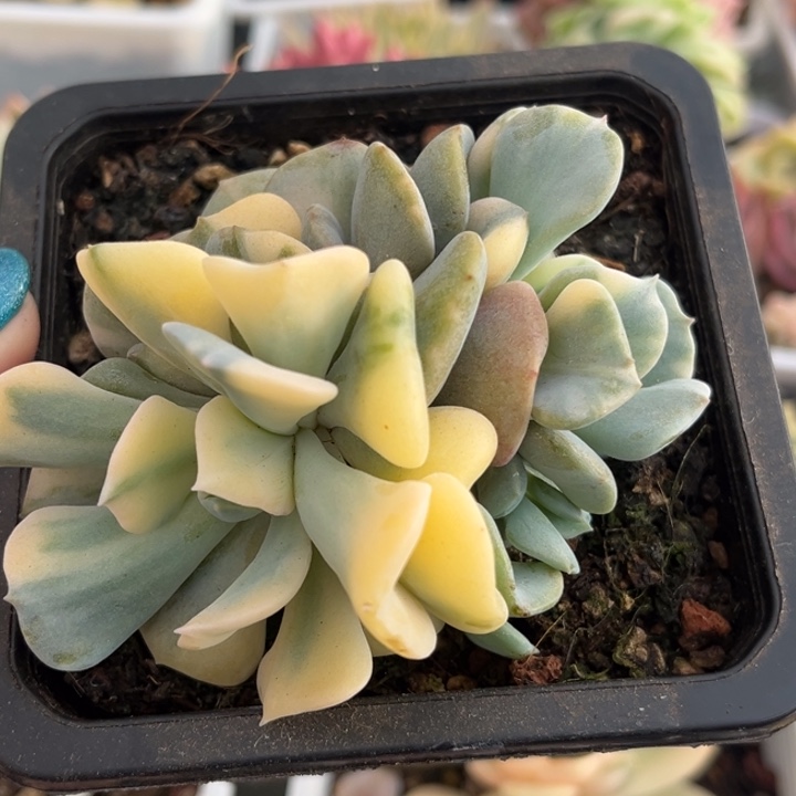 雪精灵锦花脸一颗价格