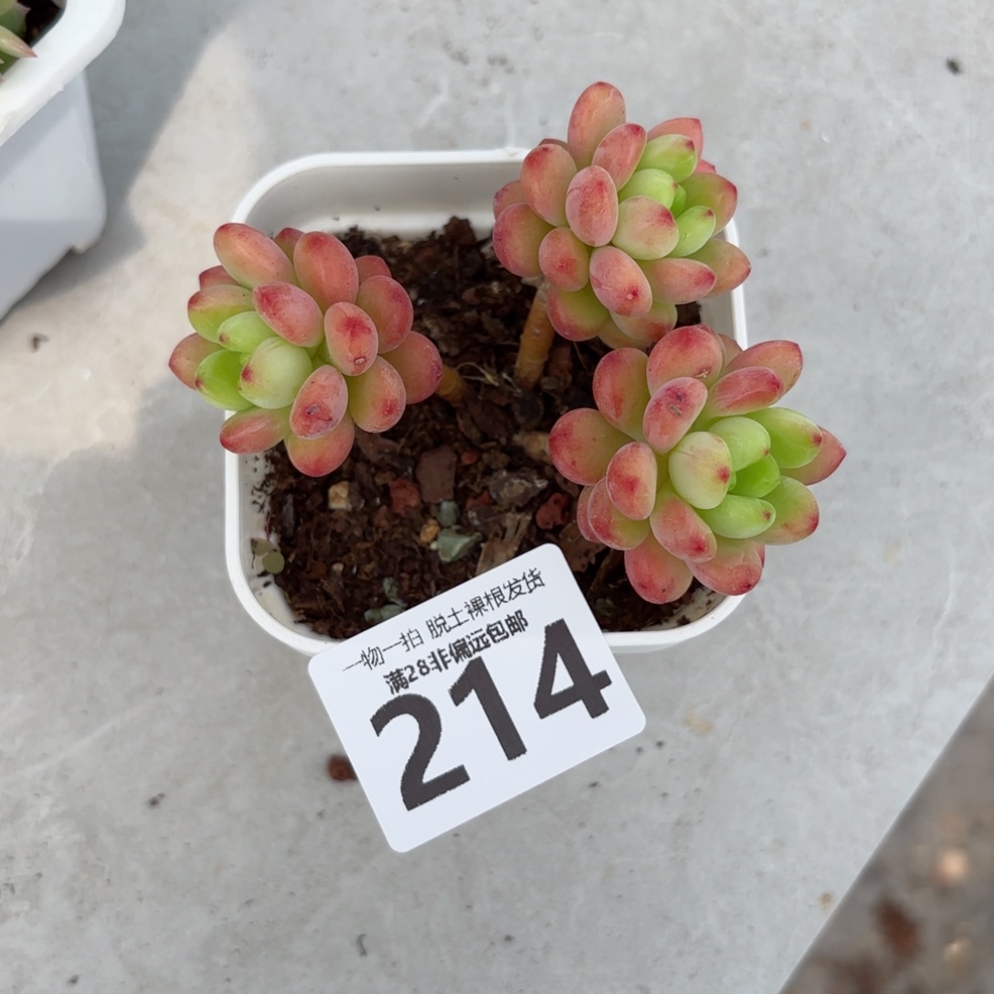 香格里拉老桩无盆土发货