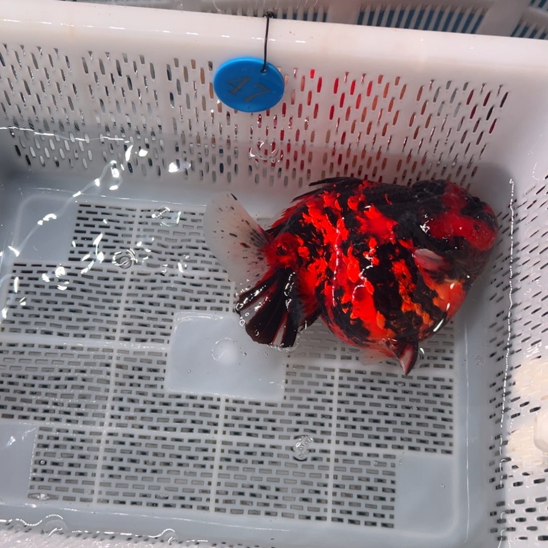 *****海水鱼我要睡一哈勒我勒