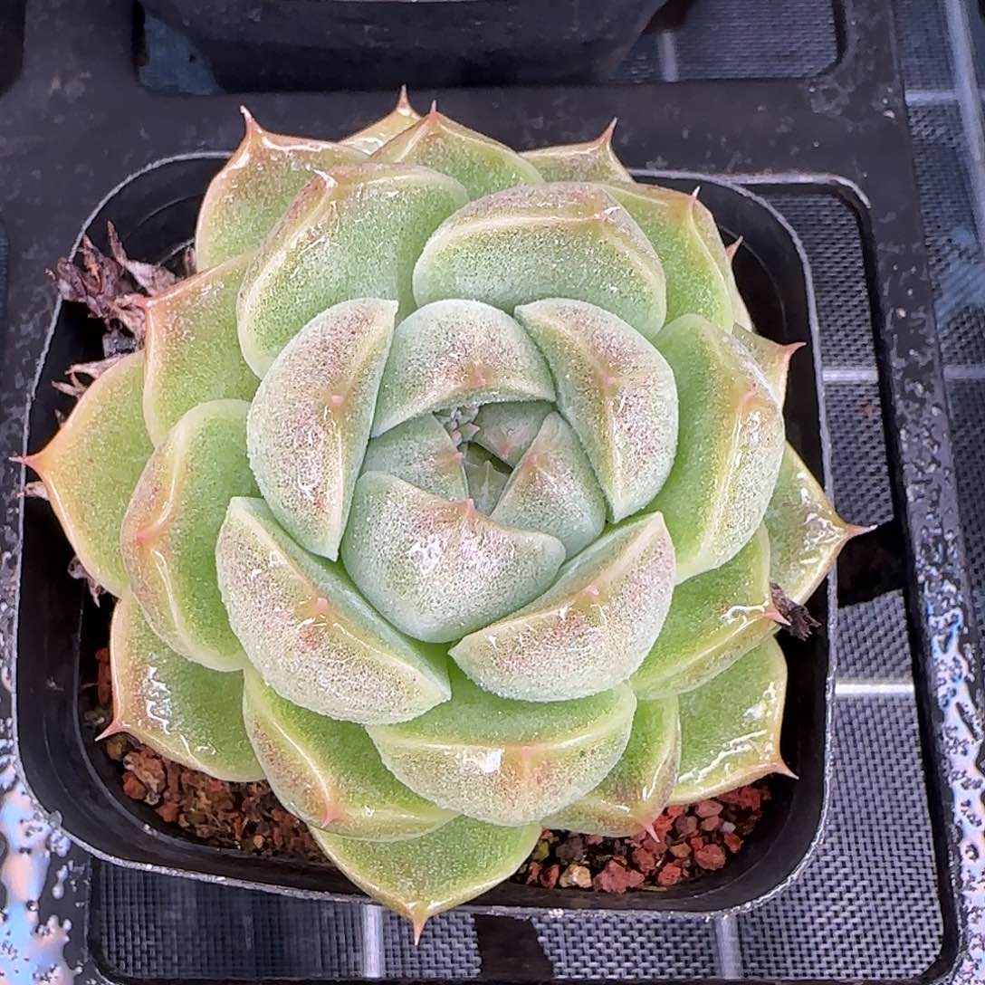 从前慢花园精选海王珍妮