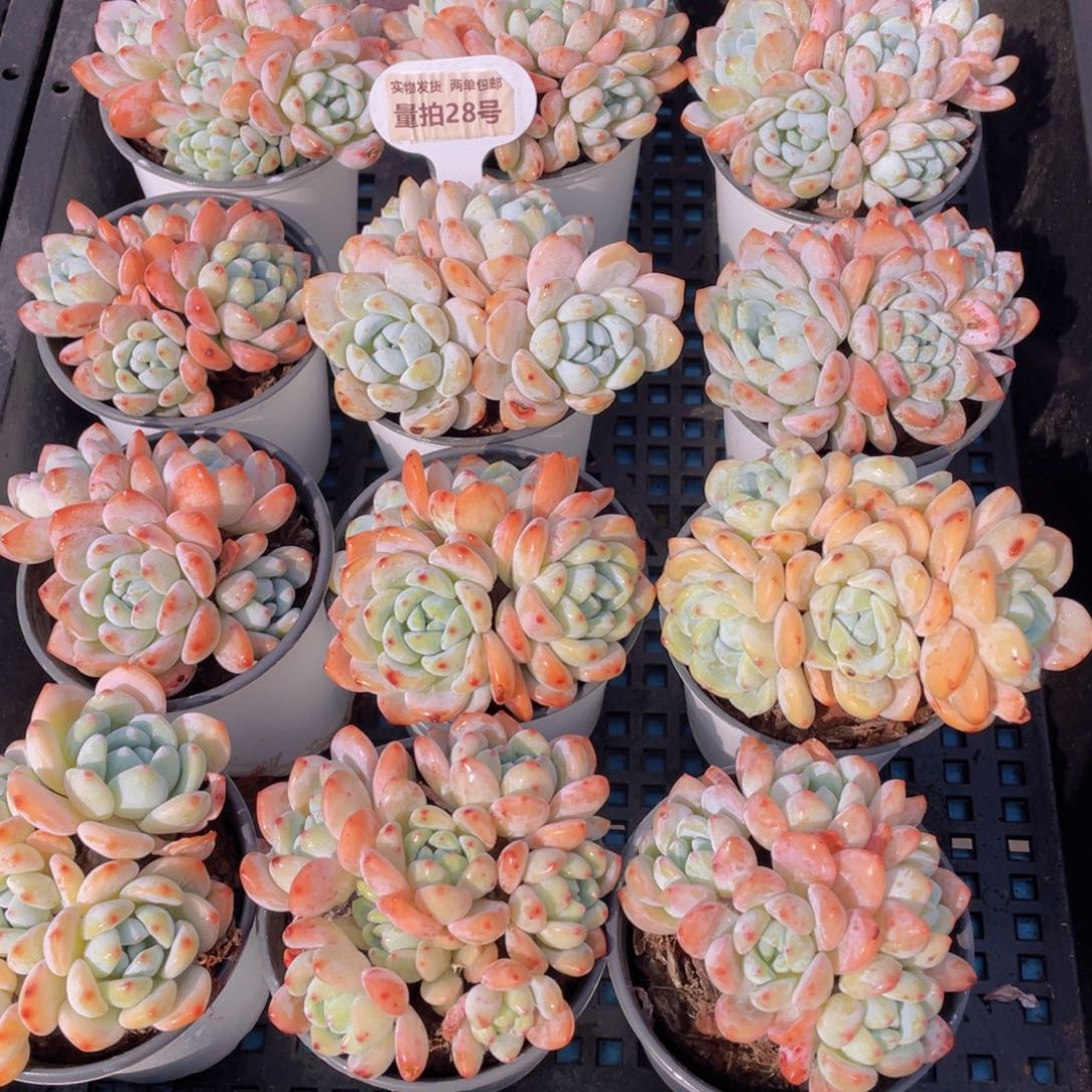 量拍28号 丸叶冷香四头起老桩一个