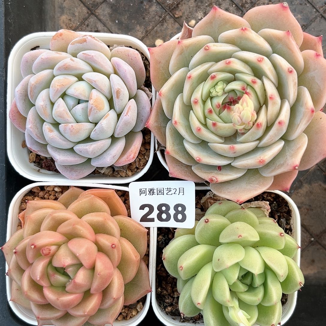 阿雅园艺。       288