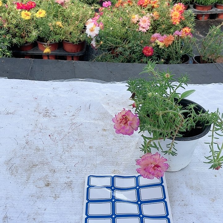 无花朵太阳花一盆