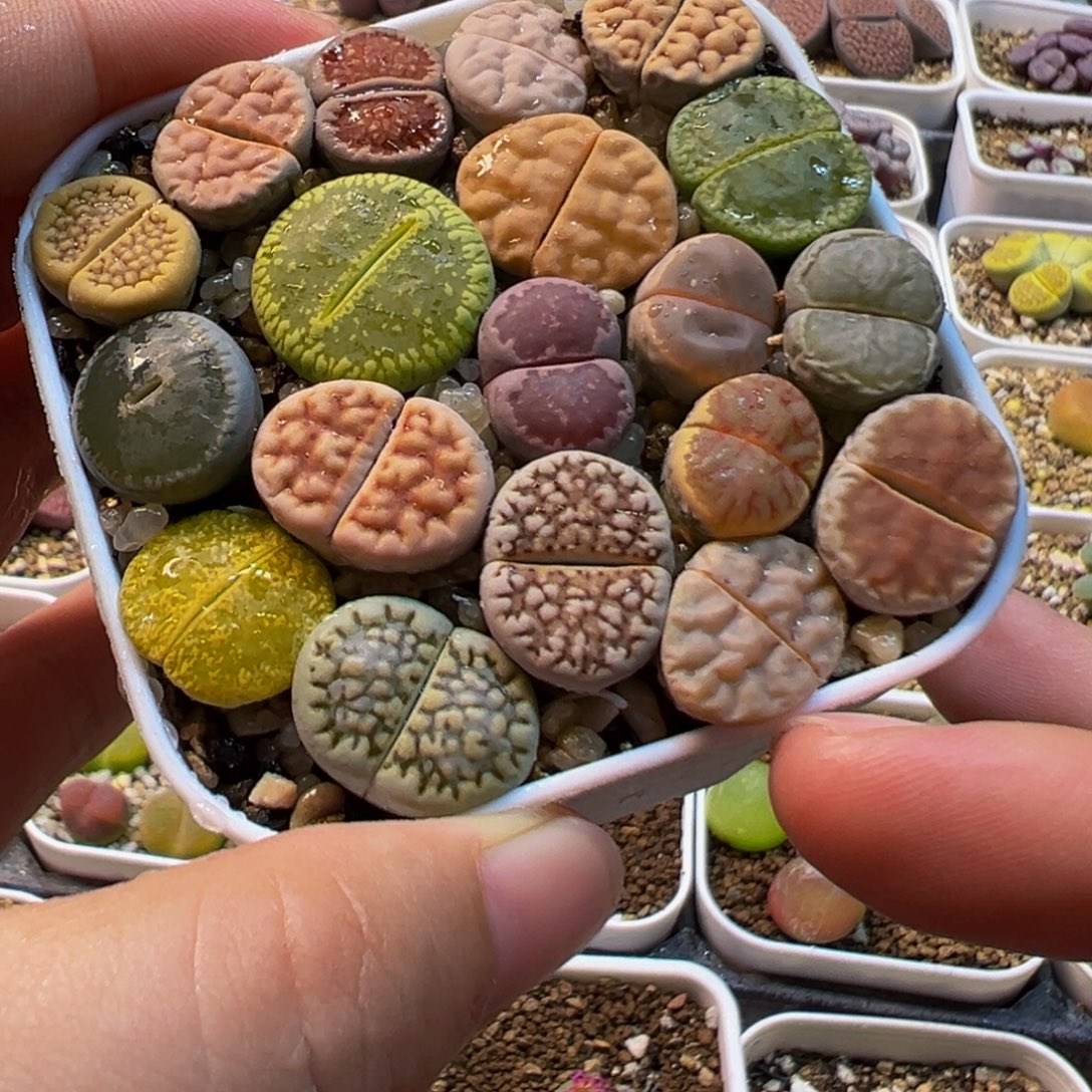 852多肉植物种类多样