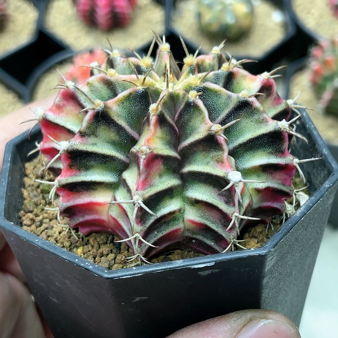 泰系实生根，肋骨锦