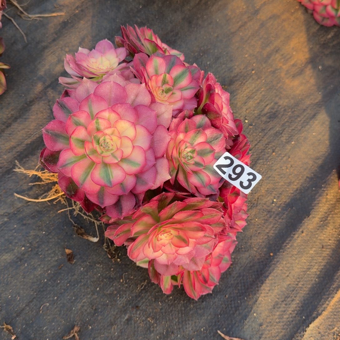 293多肉植物倾城多肉