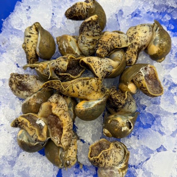 大连本地假鲍鱼 鲍螺 老婆脚 鲜活顺丰冷链速运收到货保鲜不保活