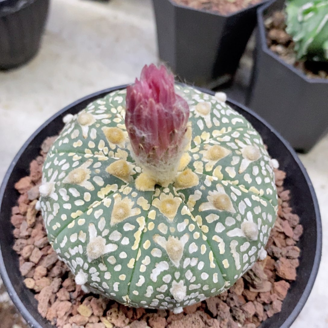 仙人球漂亮漂亮的