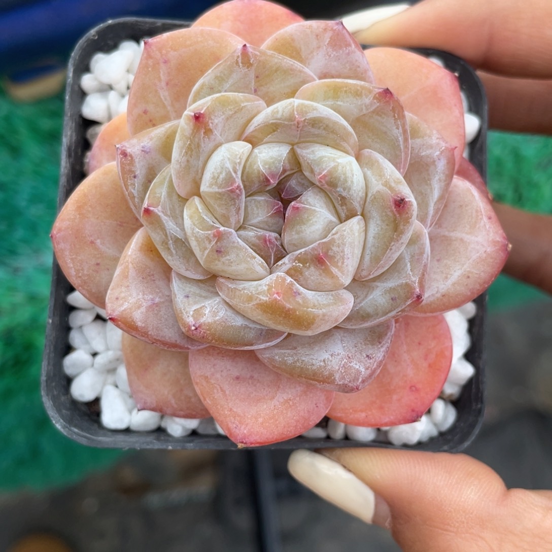 多肉植物盆栽多肉