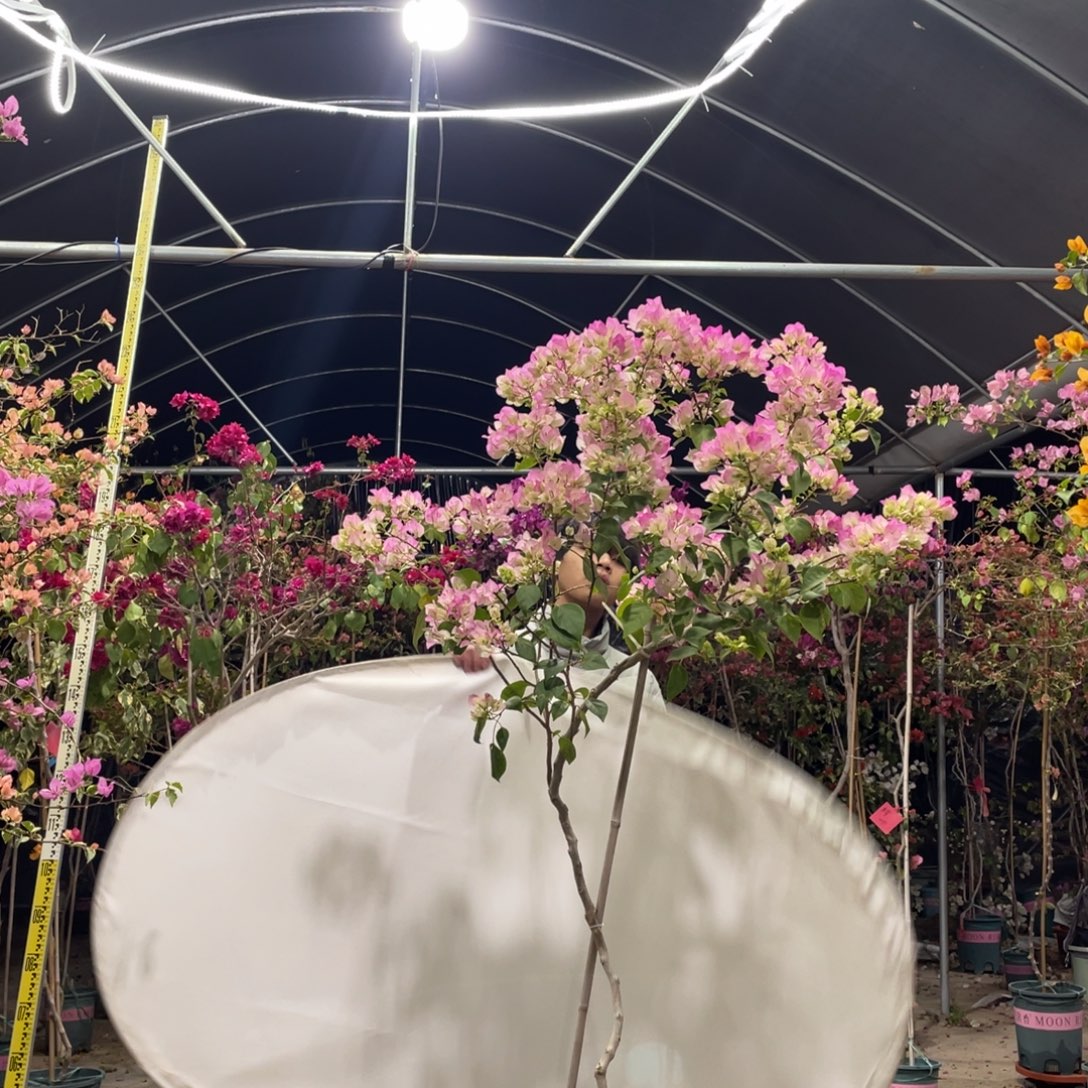 完全开放888888888