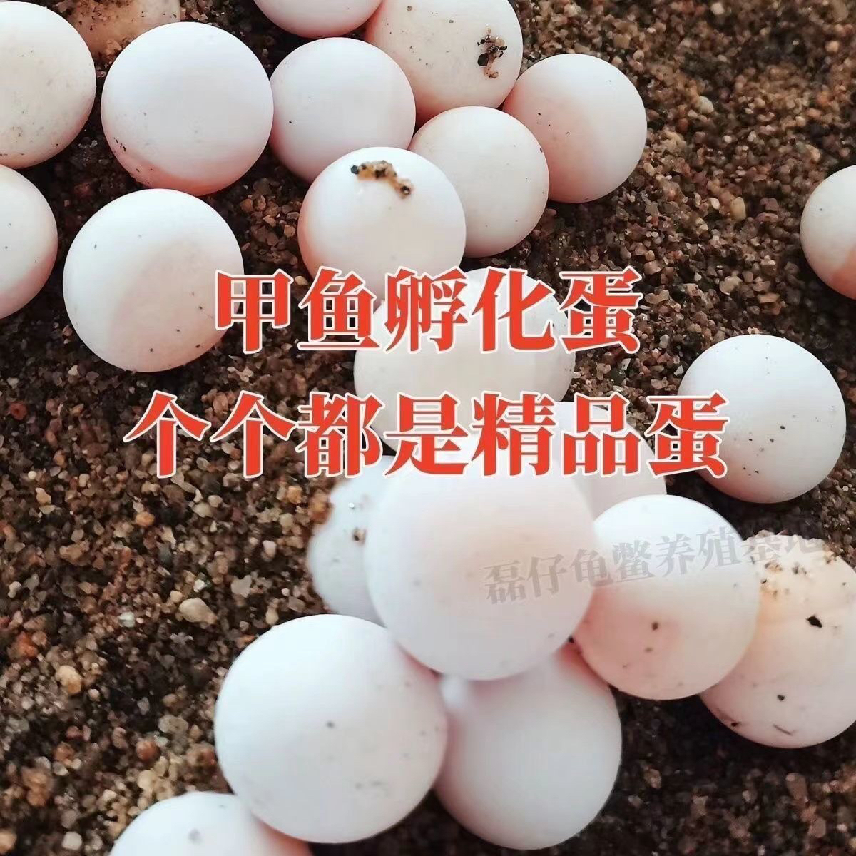 南丰中华甲鱼蛋，孵化蛋，源头基地10枚➕送一枚儿童童趣蛋