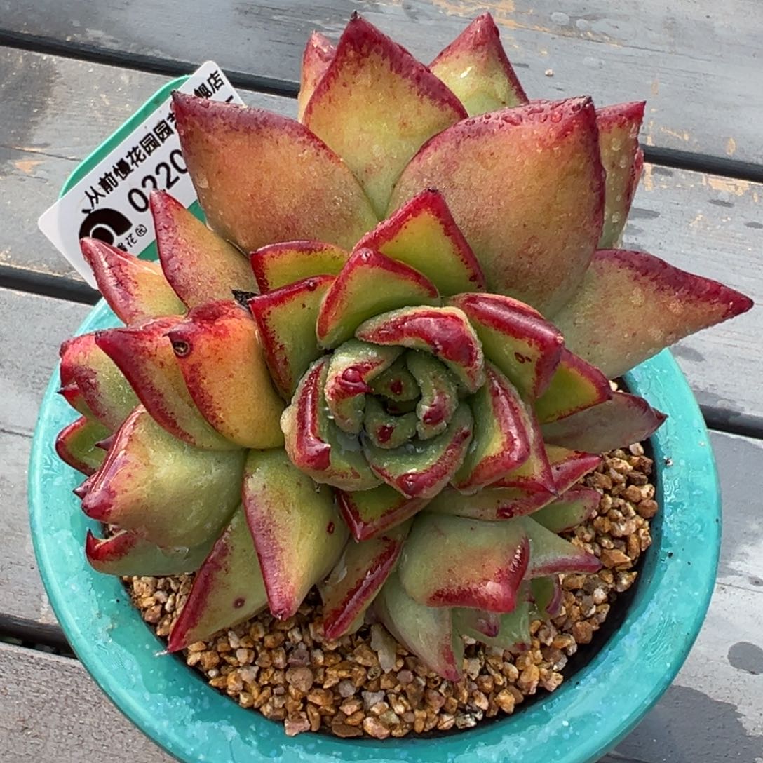 从前慢多肉精选编号0220.415