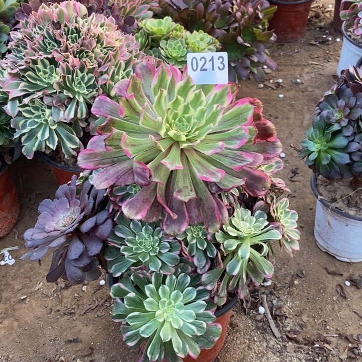 213紫烟大手捧多肉