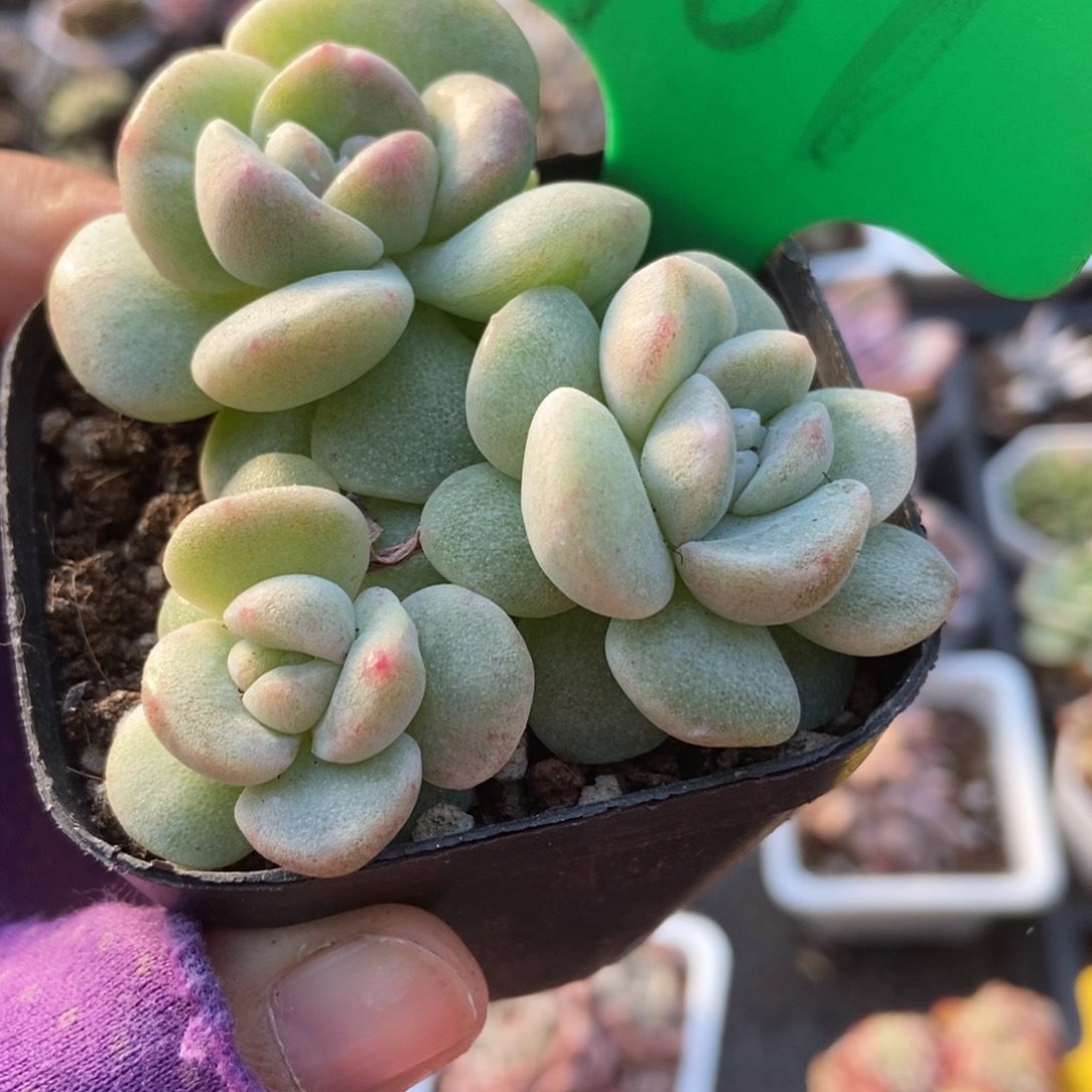 967冰玉石化多肉植物