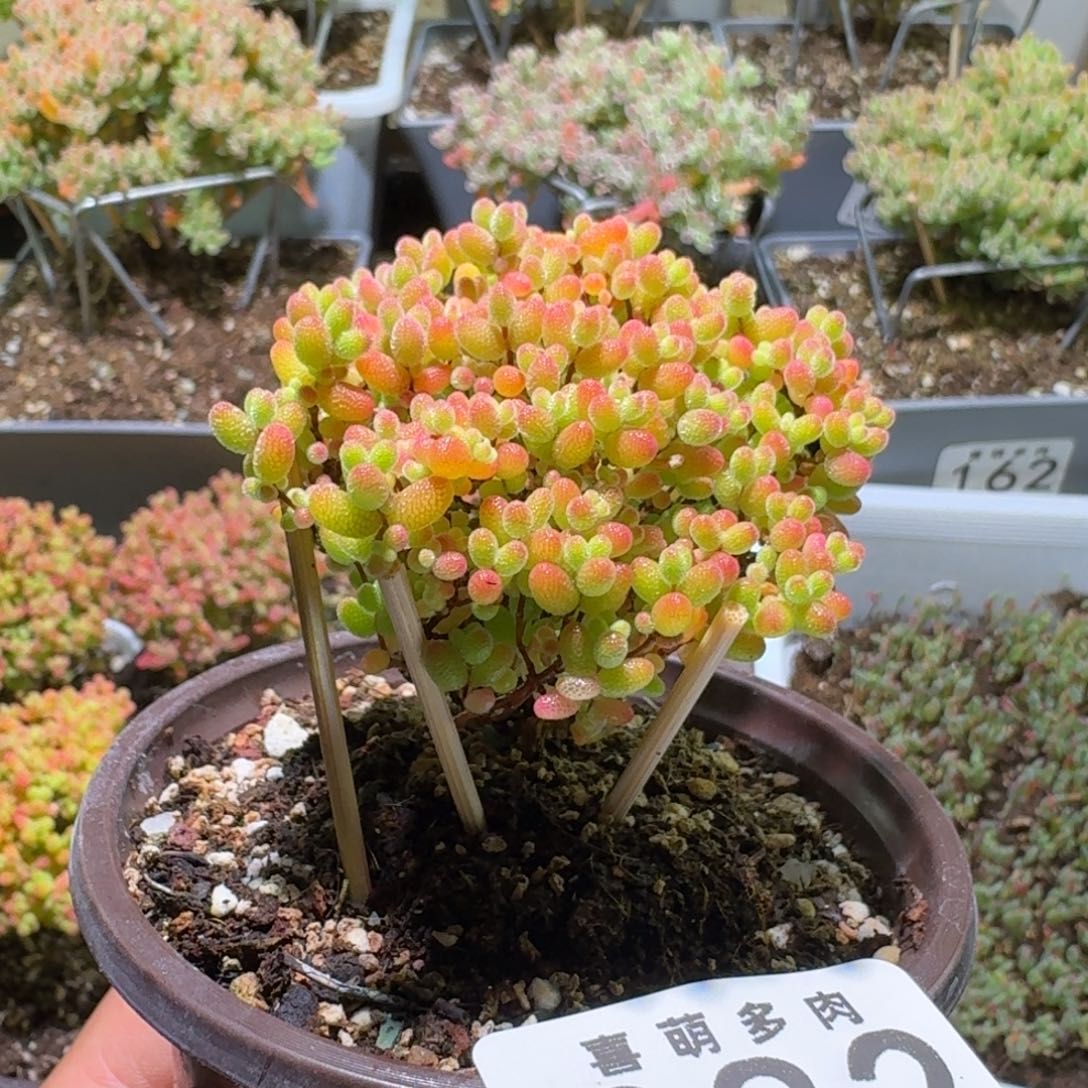 福利价格19.9蜜橘糖球282