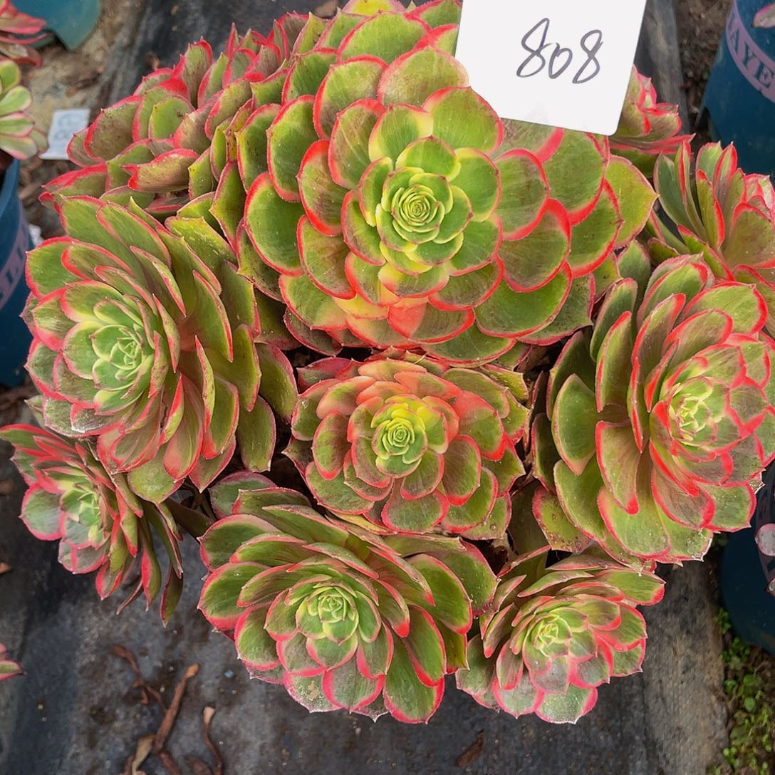 多肉法师808号粉花妖发货不包损