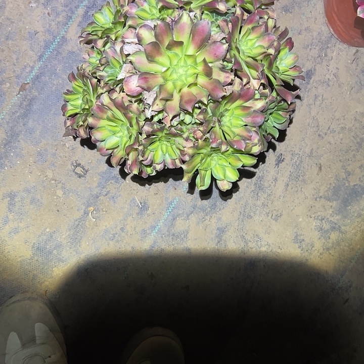 一单包邮不包侧枝93