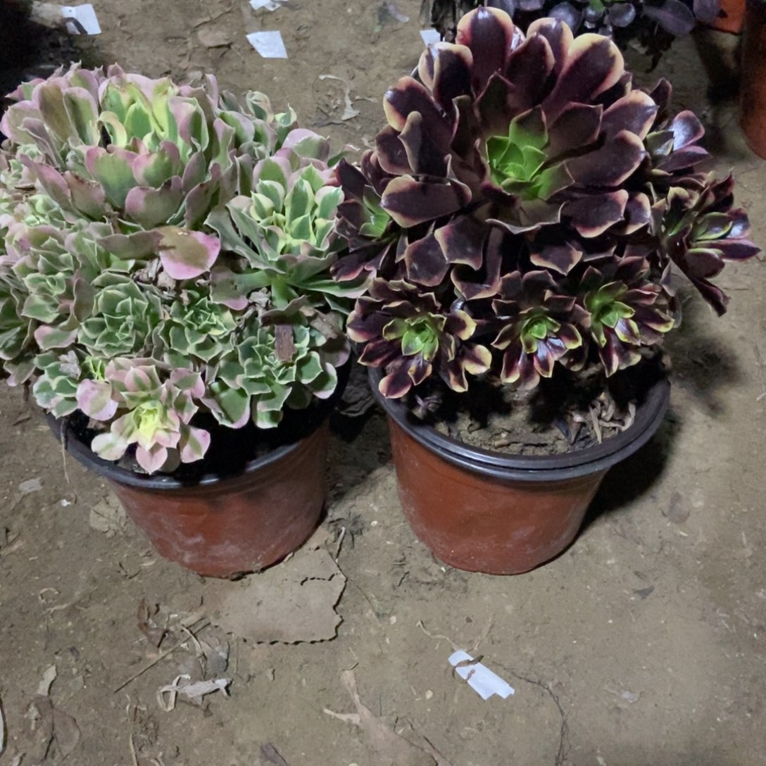 麦***儿无花朵25号链接两颗不重复送两个小苗