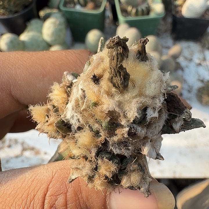 龙舌兰牡丹0095嫁接