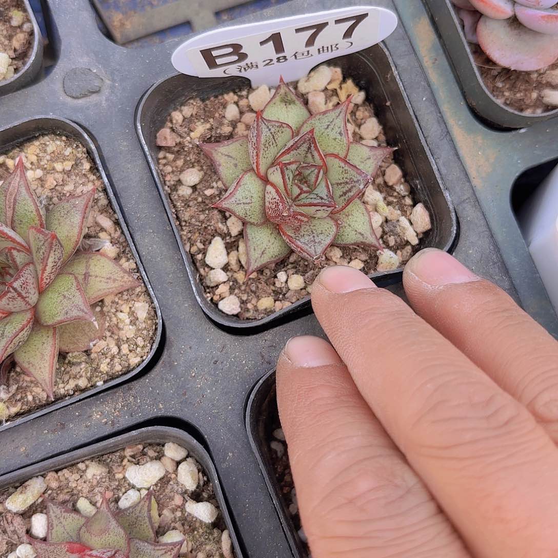 B177白合金一物一拍