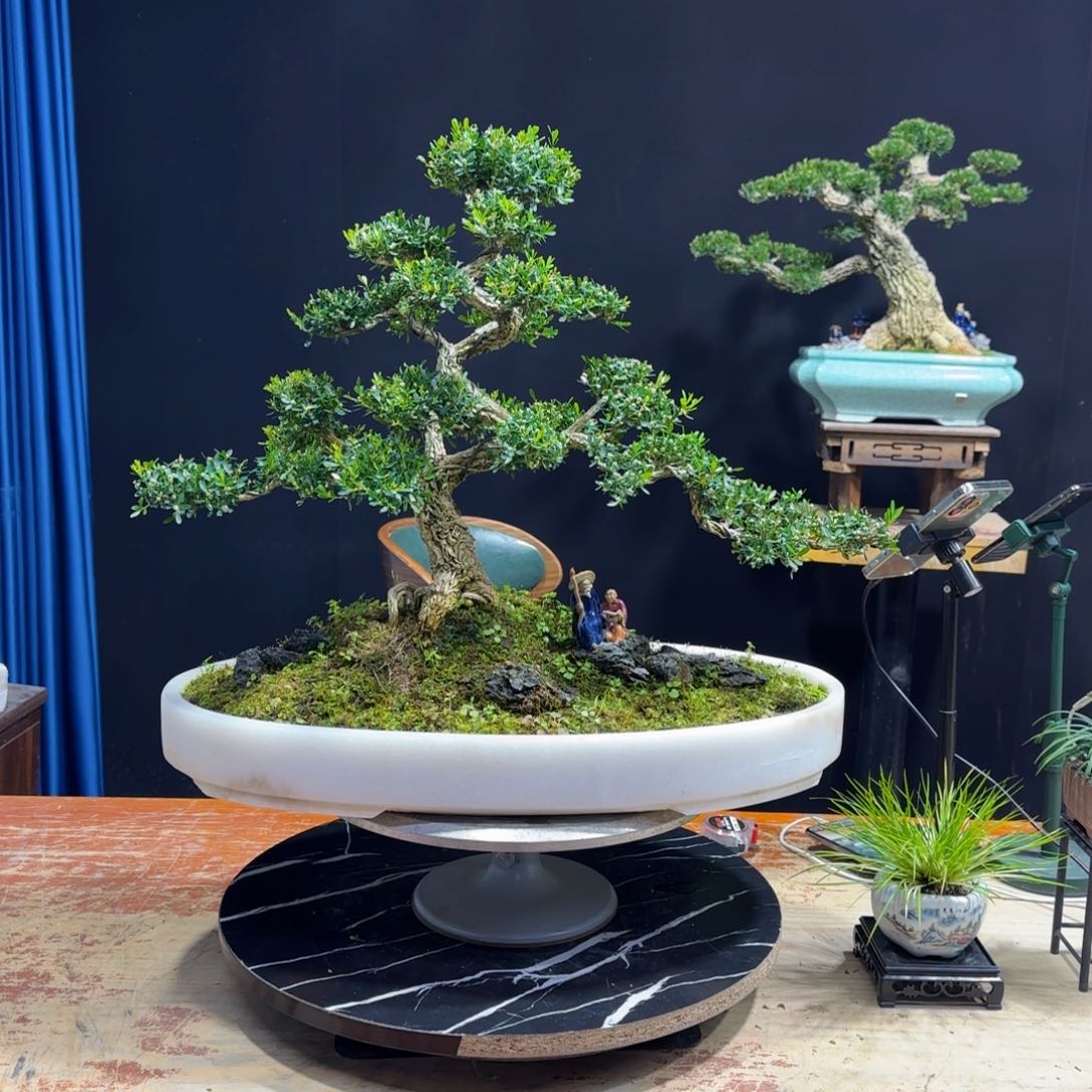 黄杨室内室外盆景艺术