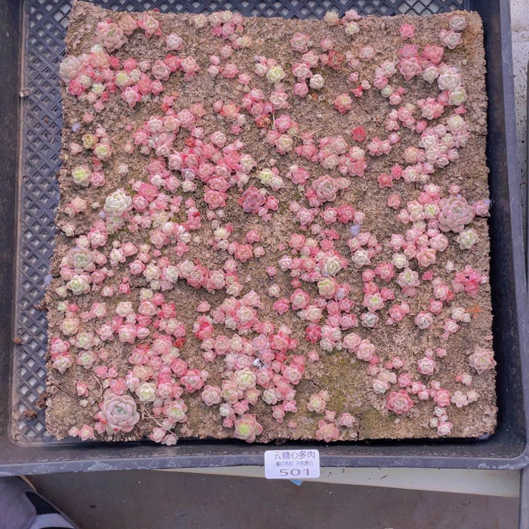 云糖心多肉植物501