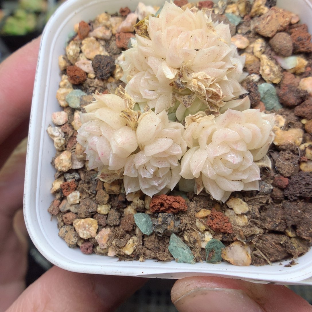 E117y y y y y y y g