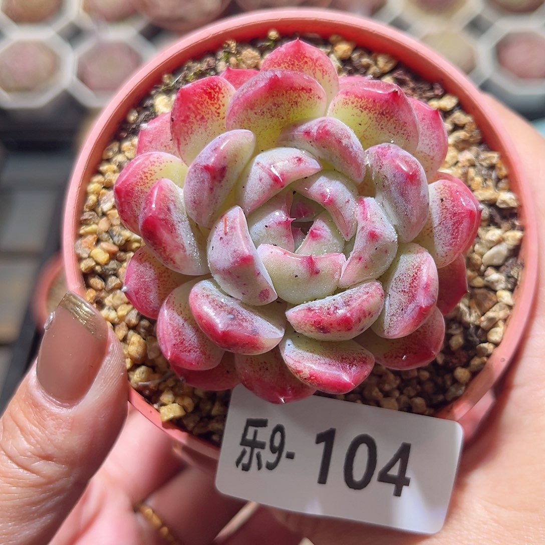 乐9-104 新品单头