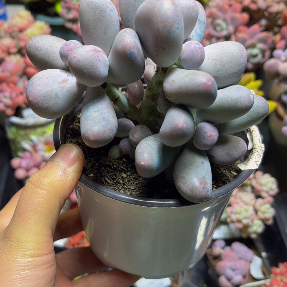 1424米可奶酪12厘米多肉