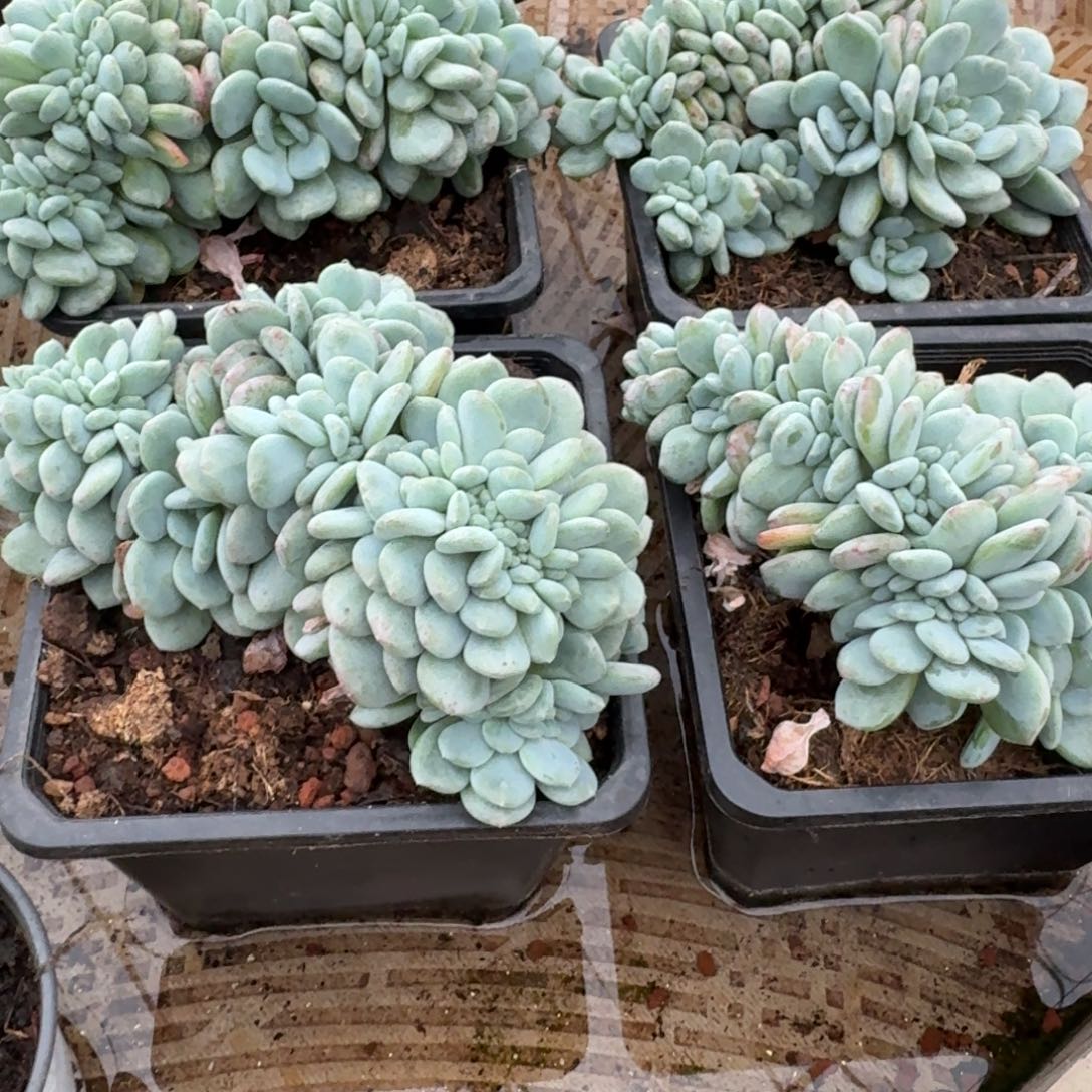 无花朵香香雪缀大的