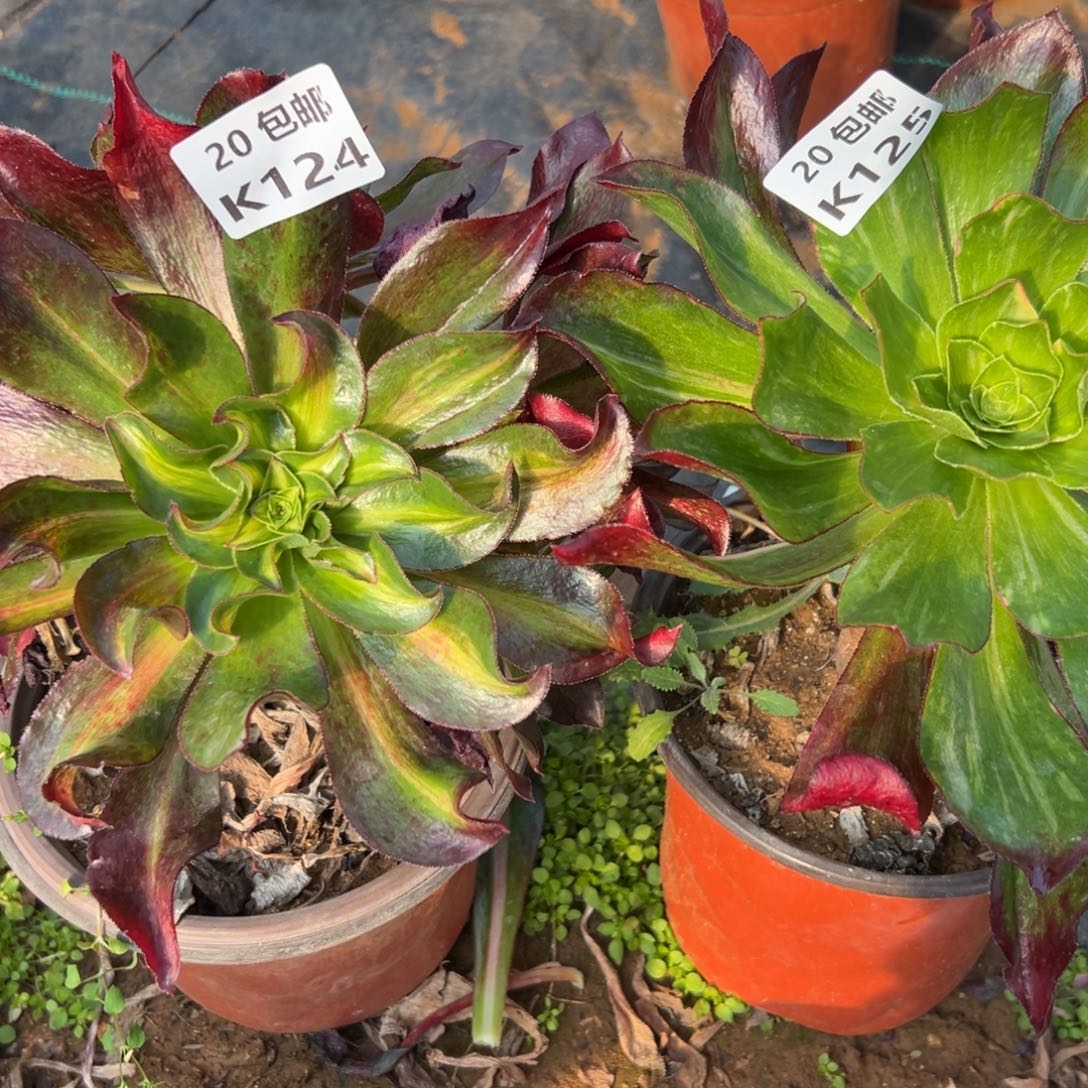 p***美2颗组合，，满20包邮