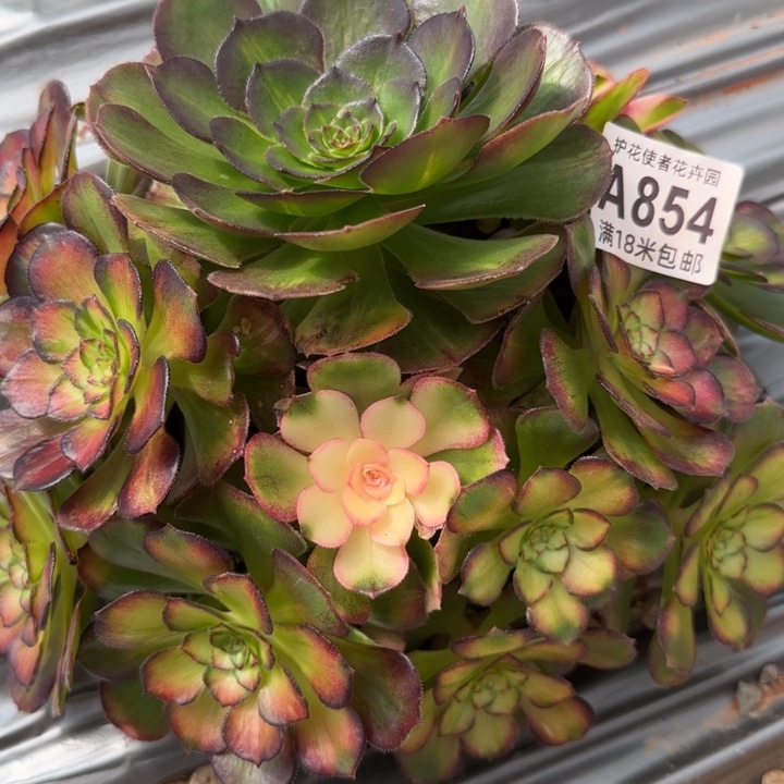 多肉法师海王七彩