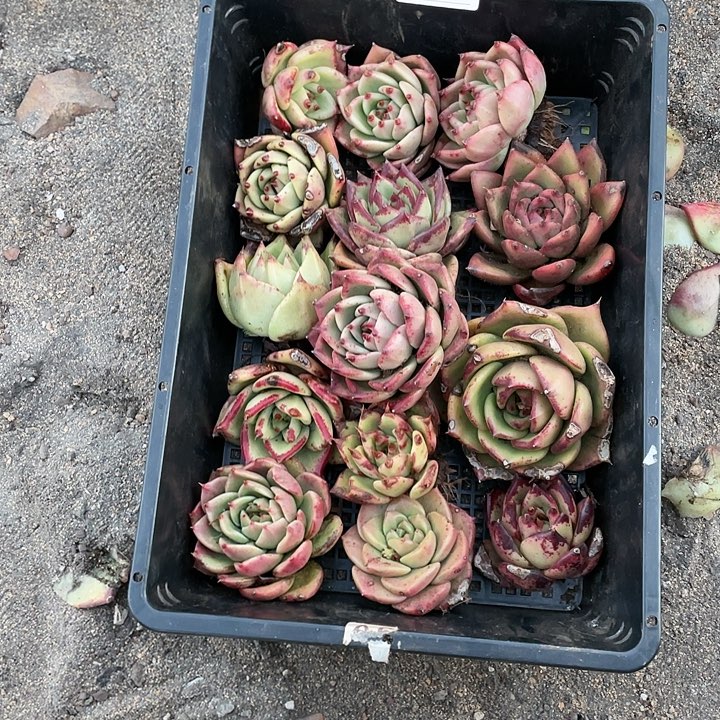 若如东云单拍A373