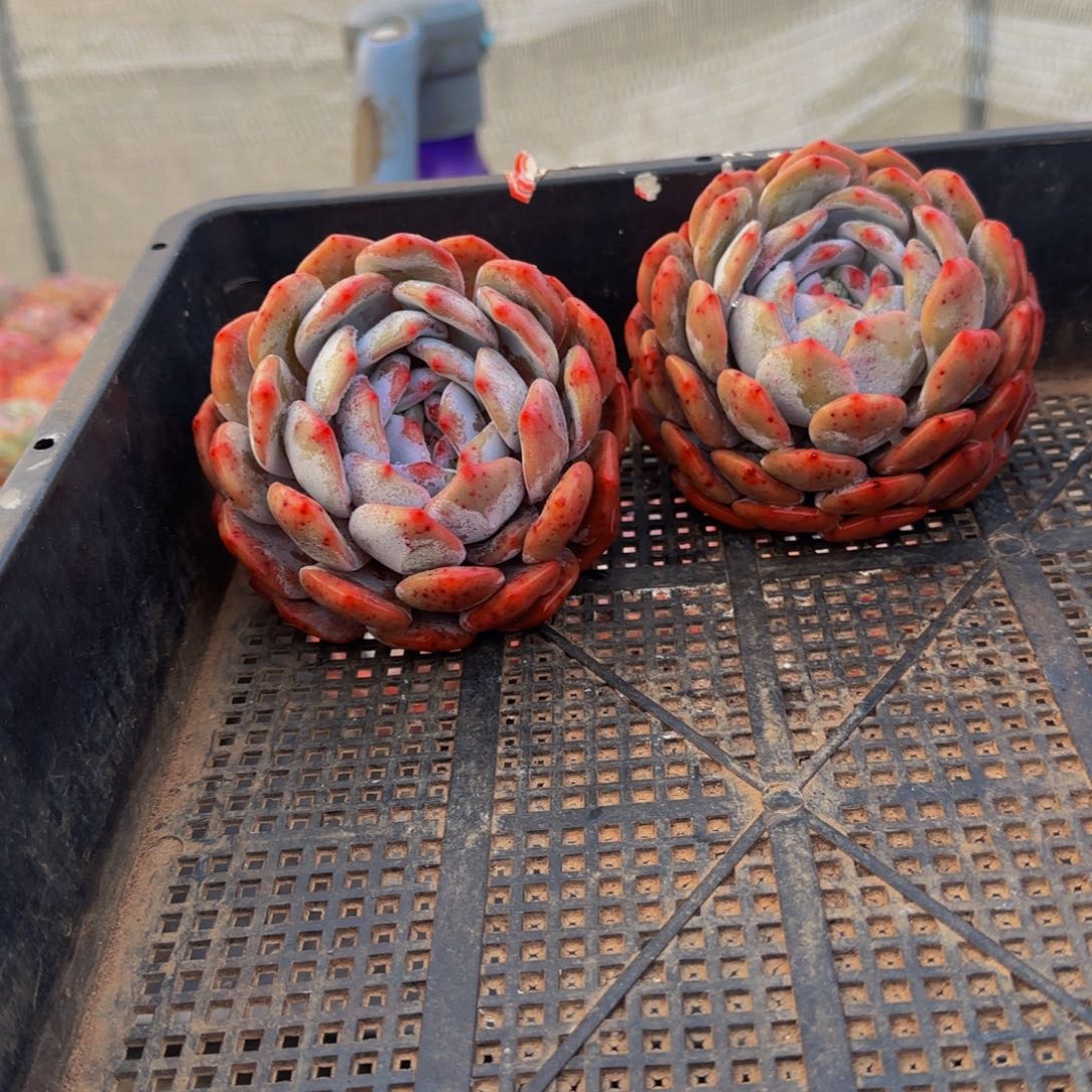 5号套餐编号16号