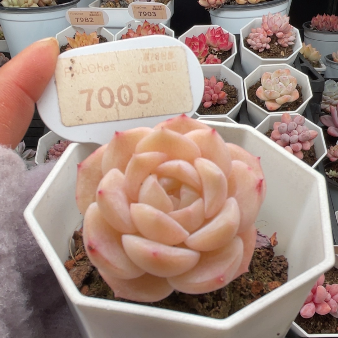 冰贵妃7005-4.0厘米