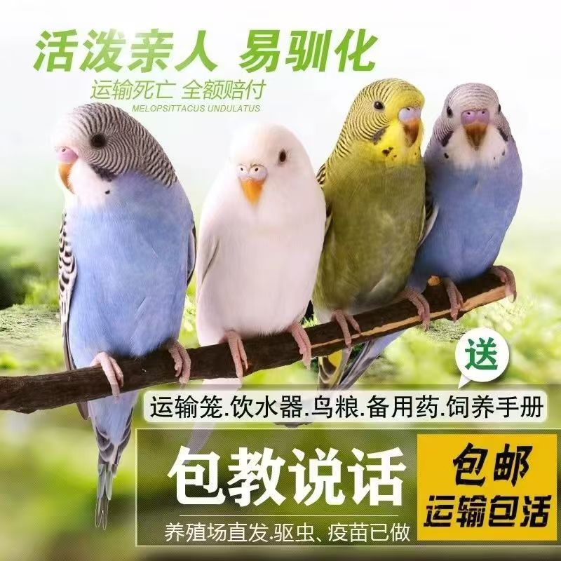 2只 会说话的彩色虎皮鹦鹉宠物鸟手养亲人上手不咬人