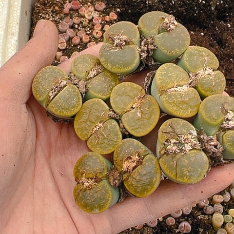 【闪购商品】?25143