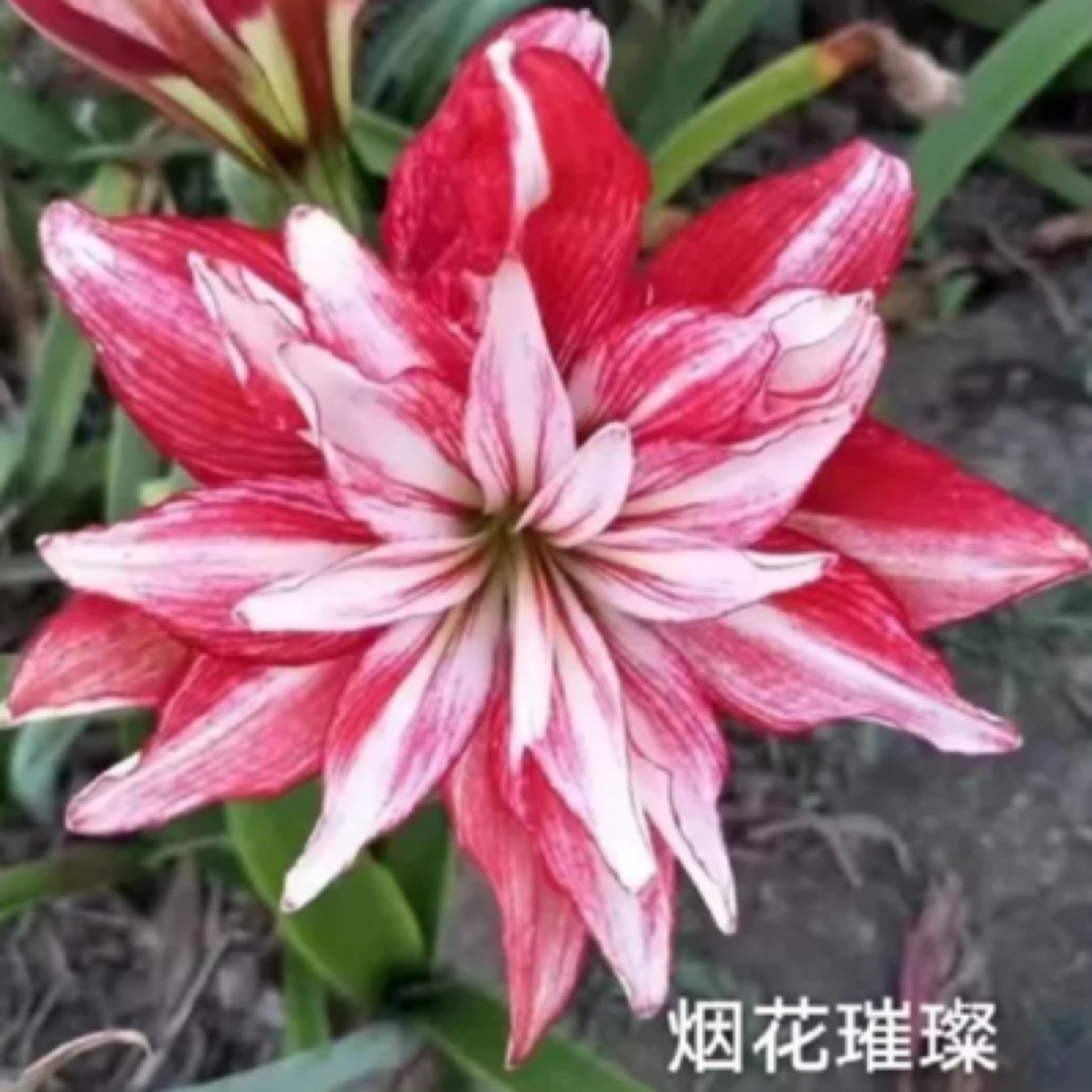 朱顶红-台朱烟花璀璨裸球，只包对版，不包后期