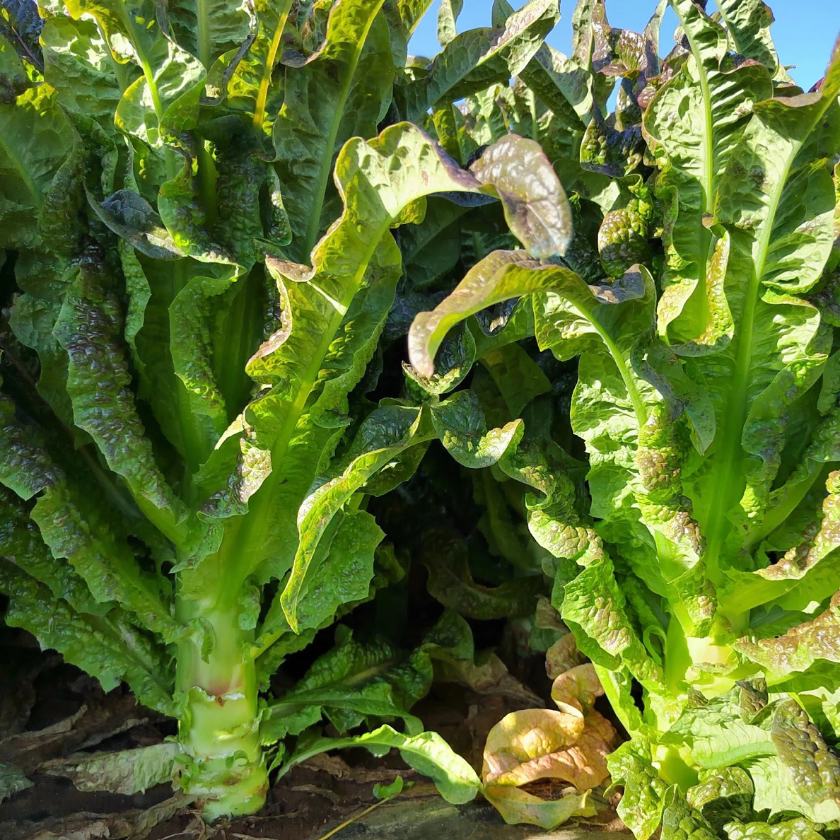 湖南农户自种紫叶莴笋