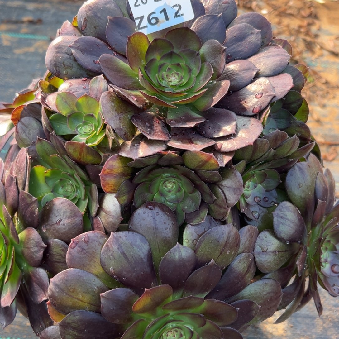 612黑魔，满20包邮嘟叮熊