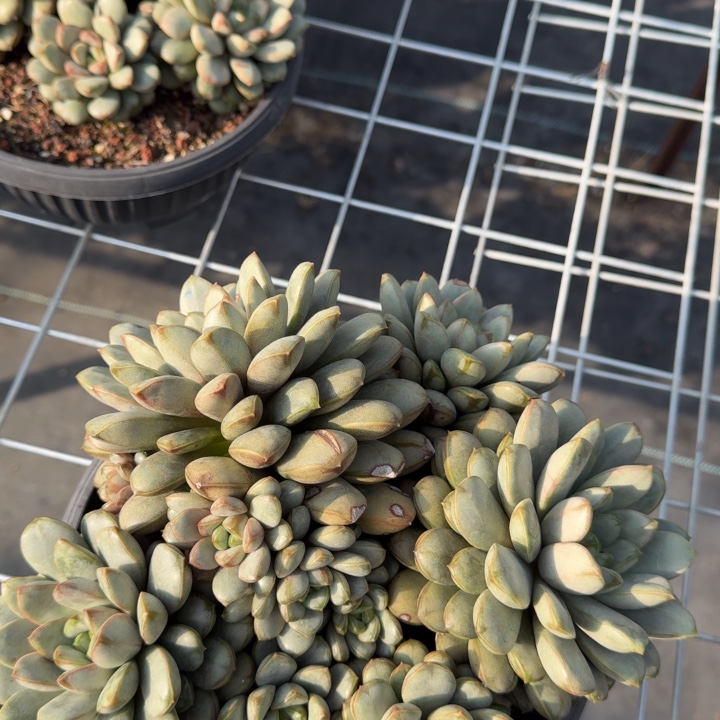 葡萄大群多肉植物绿植